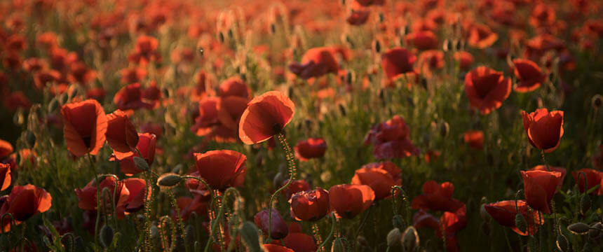 Field of Poppies