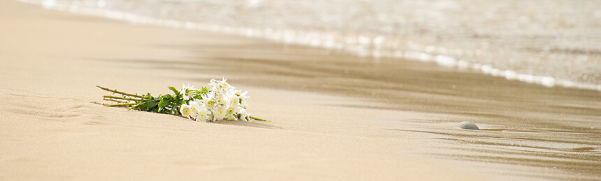 Bunch of white flowers on a Beach with Waves in Background
