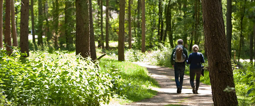 Lush Garden with People Walking Down Path at Chiltern Park