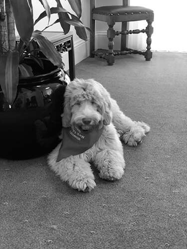 K.M. Smith Funeral Directors Grief Therapy Dog Archie