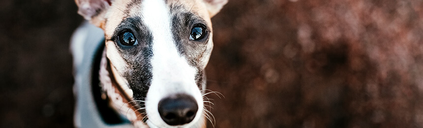 Dog Looking Up at Camera Comfortingly