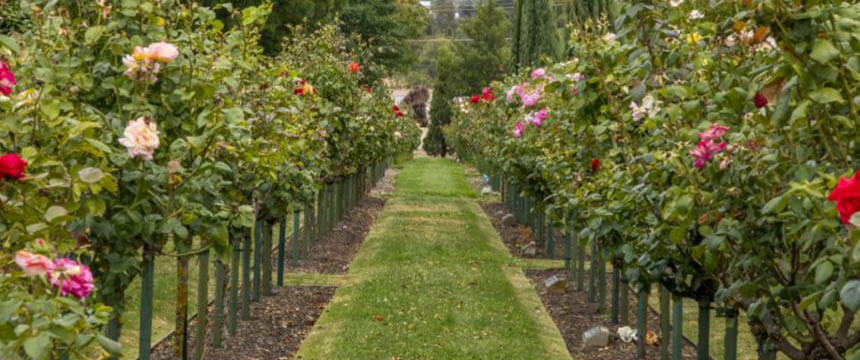 Image of Ballarat Cemetery Rose Gardens