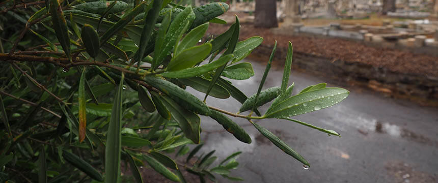 Image of Olive Tree Leaves at West Terrace Cemetery