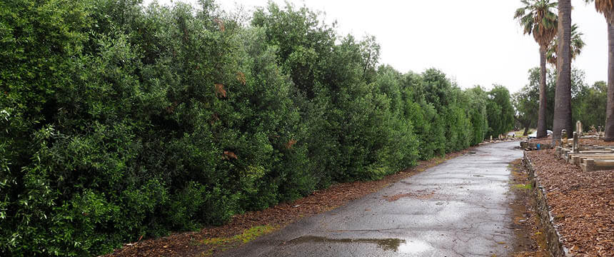 Image of Olive Trees at Adelaide Cemeteries